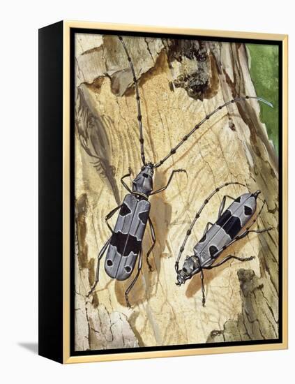 Rosalia Longicorn (Rosalia Alpina), Cerambycidae-null-Framed Premier Image Canvas