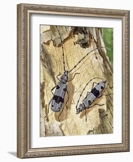 Rosalia Longicorn (Rosalia Alpina), Cerambycidae-null-Framed Giclee Print