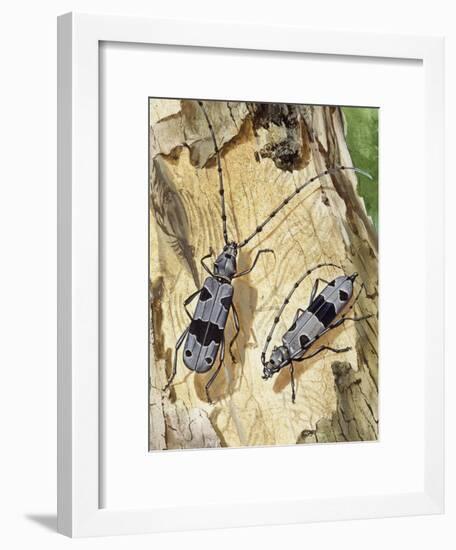 Rosalia Longicorn (Rosalia Alpina), Cerambycidae-null-Framed Giclee Print
