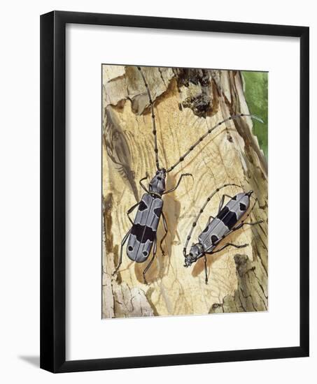 Rosalia Longicorn (Rosalia Alpina), Cerambycidae-null-Framed Giclee Print