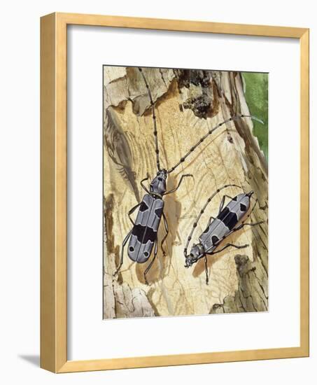 Rosalia Longicorn (Rosalia Alpina), Cerambycidae-null-Framed Giclee Print