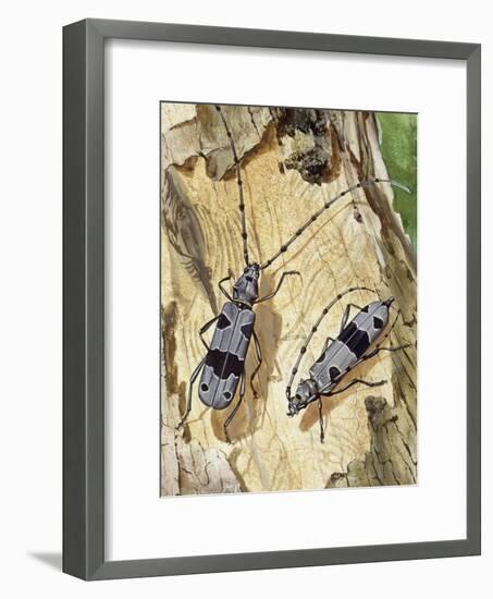 Rosalia Longicorn (Rosalia Alpina), Cerambycidae-null-Framed Giclee Print