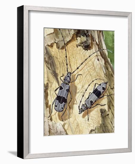 Rosalia Longicorn (Rosalia Alpina), Cerambycidae-null-Framed Giclee Print