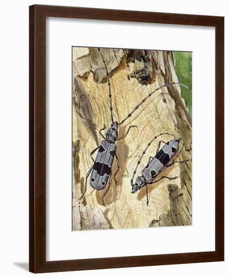 Rosalia Longicorn (Rosalia Alpina), Cerambycidae-null-Framed Giclee Print