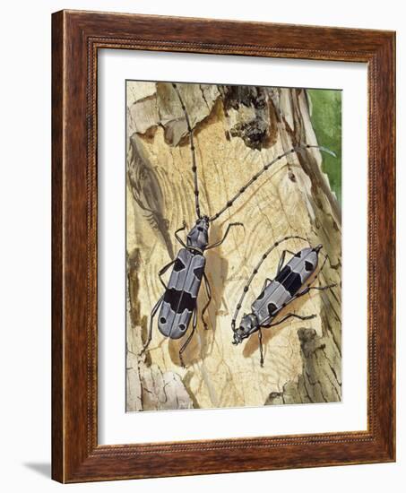 Rosalia Longicorn (Rosalia Alpina), Cerambycidae-null-Framed Giclee Print