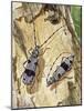 Rosalia Longicorn (Rosalia Alpina), Cerambycidae-null-Mounted Giclee Print