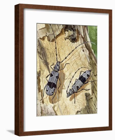 Rosalia Longicorn (Rosalia Alpina), Cerambycidae-null-Framed Giclee Print