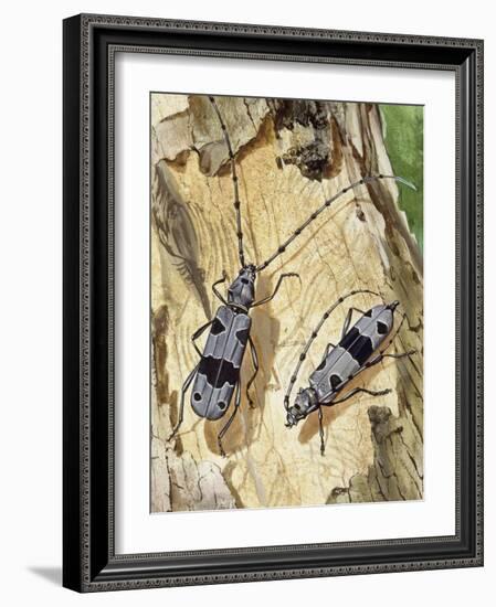 Rosalia Longicorn (Rosalia Alpina), Cerambycidae-null-Framed Giclee Print