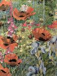 Pink Poppies with Bees-Rosalie Bullock-Giclee Print