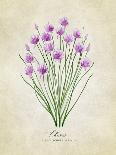 Lavender Vintage-Rosana Laiz Blursbyai-Photographic Print