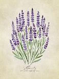 Lavender Vintage-Rosana Laiz Blursbyai-Photographic Print