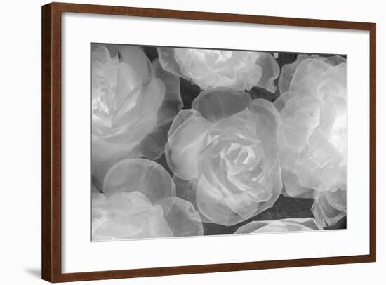 Rosas Blancas-Moises Levy-Framed Photographic Print