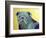 Roscoe-Lauren Moss-Framed Giclee Print