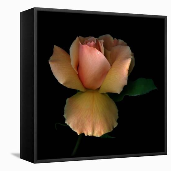 Rose 2-Magda Indigo-Framed Premier Image Canvas