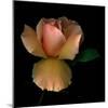 Rose 2-Magda Indigo-Mounted Photographic Print