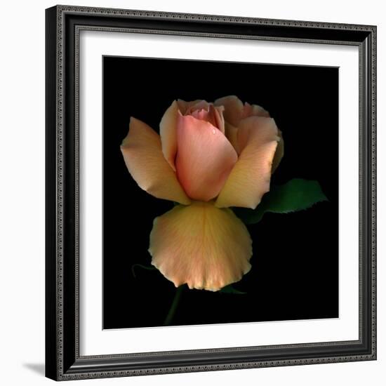Rose 2-Magda Indigo-Framed Photographic Print