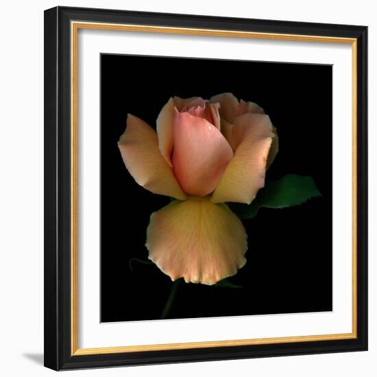 Rose 2-Magda Indigo-Framed Photographic Print