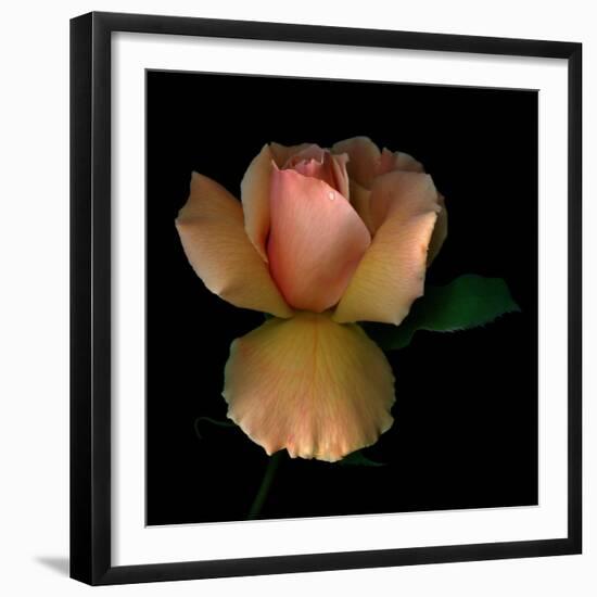 Rose 2-Magda Indigo-Framed Photographic Print
