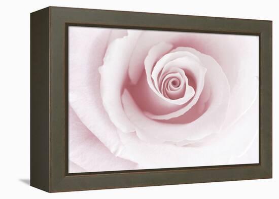 Rose Abstract-Anna Miller-Framed Premier Image Canvas