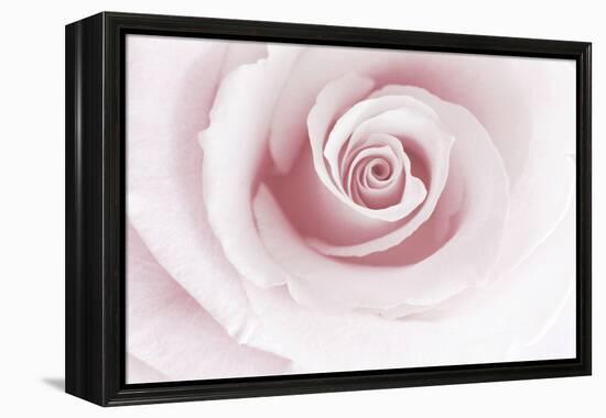 Rose Abstract-Anna Miller-Framed Premier Image Canvas