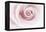 Rose Abstract-Anna Miller-Framed Premier Image Canvas