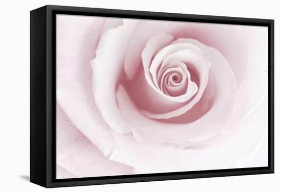 Rose Abstract-Anna Miller-Framed Premier Image Canvas