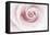 Rose Abstract-Anna Miller-Framed Premier Image Canvas