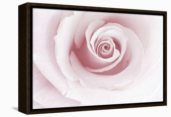 Rose Abstract-Anna Miller-Framed Premier Image Canvas