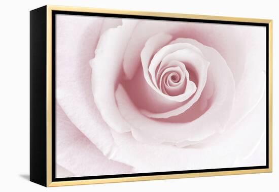 Rose Abstract-Anna Miller-Framed Premier Image Canvas