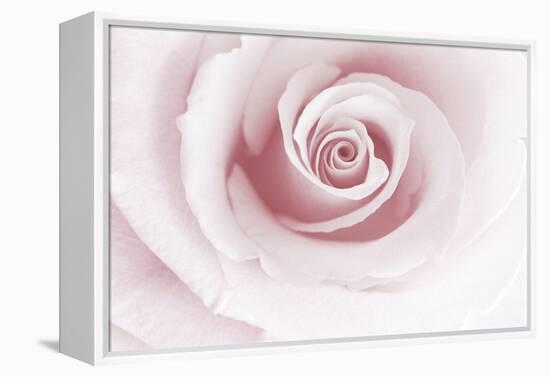 Rose Abstract-Anna Miller-Framed Premier Image Canvas