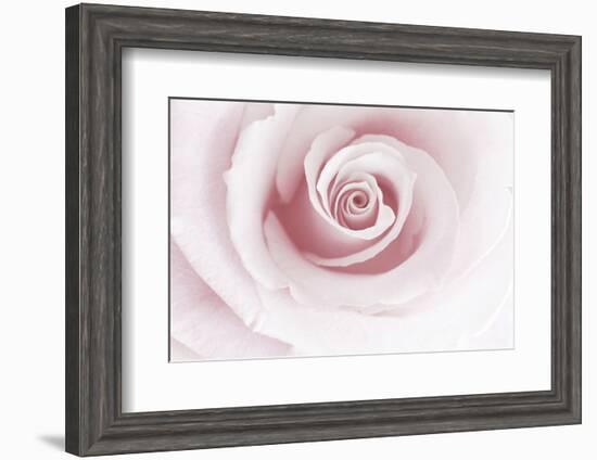 Rose Abstract-Anna Miller-Framed Photographic Print