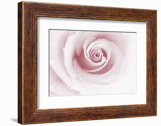 Rose Abstract-Anna Miller-Framed Photographic Print