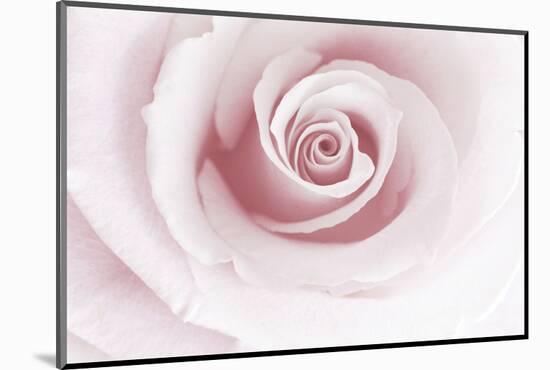 Rose Abstract-Anna Miller-Mounted Photographic Print