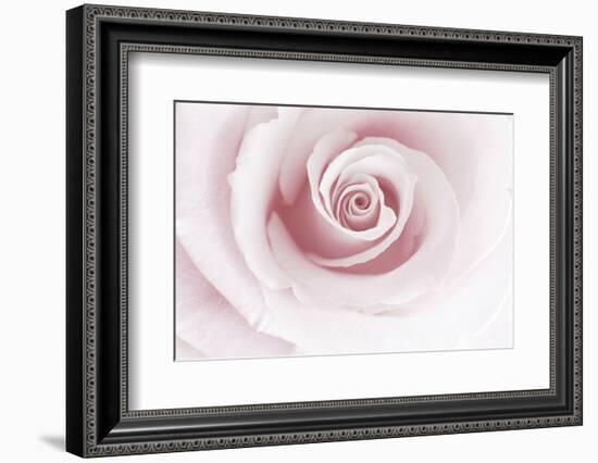 Rose Abstract-Anna Miller-Framed Photographic Print