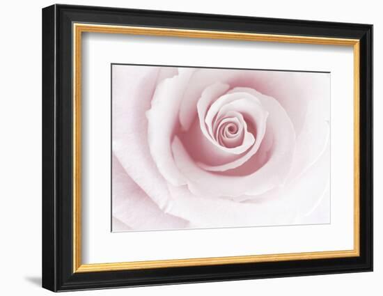 Rose Abstract-Anna Miller-Framed Photographic Print