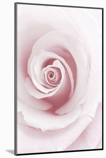 Rose Abstract-Anna Miller-Mounted Photographic Print
