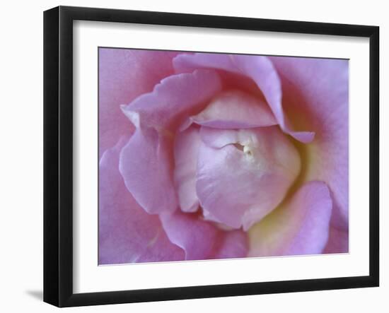 Rose Abstract-Anna Miller-Framed Photographic Print