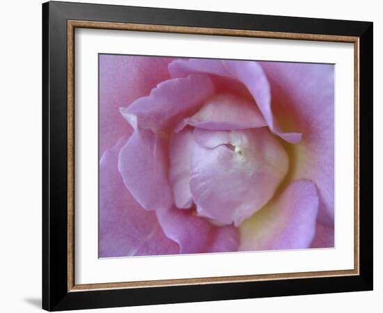 Rose Abstract-Anna Miller-Framed Photographic Print