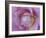 Rose Abstract-Anna Miller-Framed Photographic Print