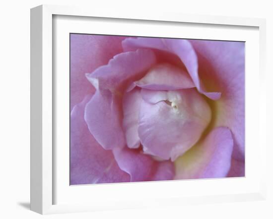 Rose Abstract-Anna Miller-Framed Photographic Print