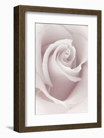 Rose Abstract-Anna Miller-Framed Photographic Print