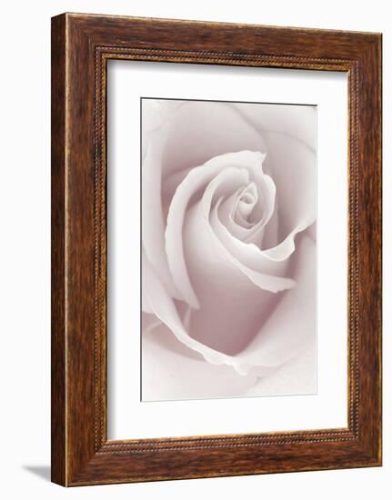 Rose Abstract-Anna Miller-Framed Photographic Print