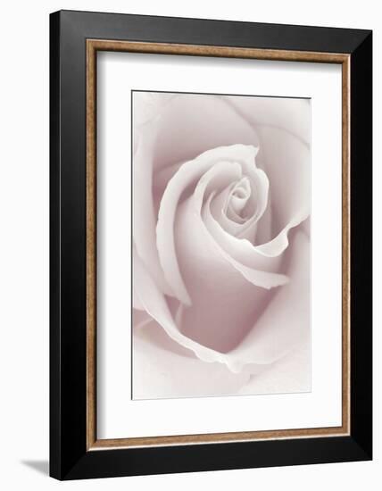 Rose Abstract-Anna Miller-Framed Photographic Print