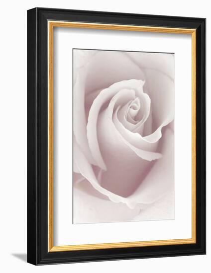 Rose Abstract-Anna Miller-Framed Photographic Print