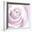 Rose Abstract-Anna Miller-Framed Photographic Print