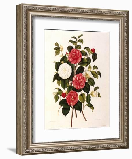 Rose and Camelias-Weddell-Framed Giclee Print