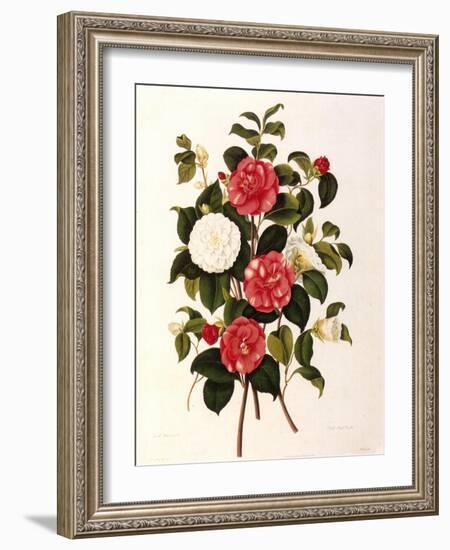 Rose and Camelias-Weddell-Framed Giclee Print