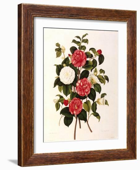 Rose and Camelias-Weddell-Framed Giclee Print