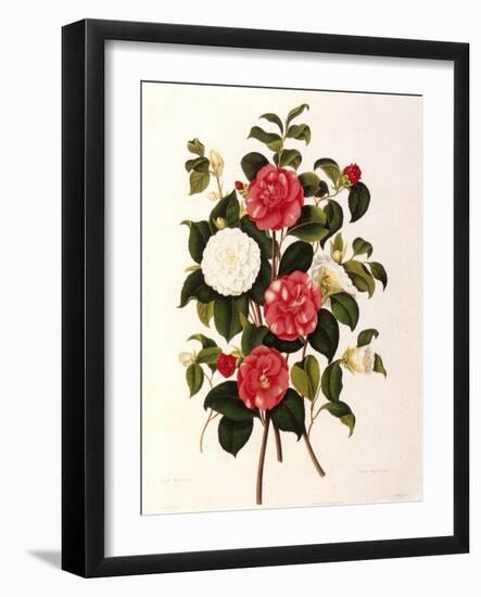 Rose and Camelias-Weddell-Framed Giclee Print