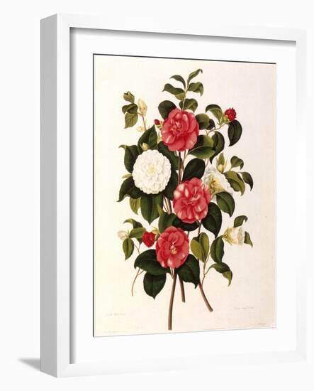Rose and Camelias-Weddell-Framed Giclee Print